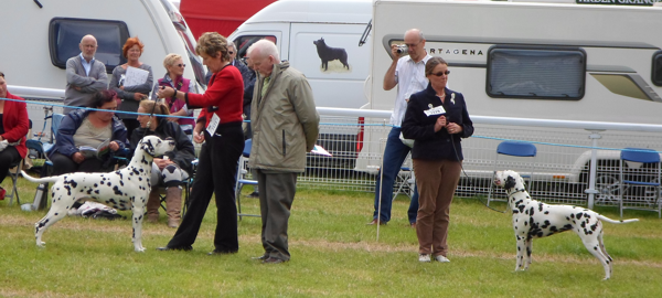 Drambuie and Chevalier at Welsh Kennel Club in August 2014